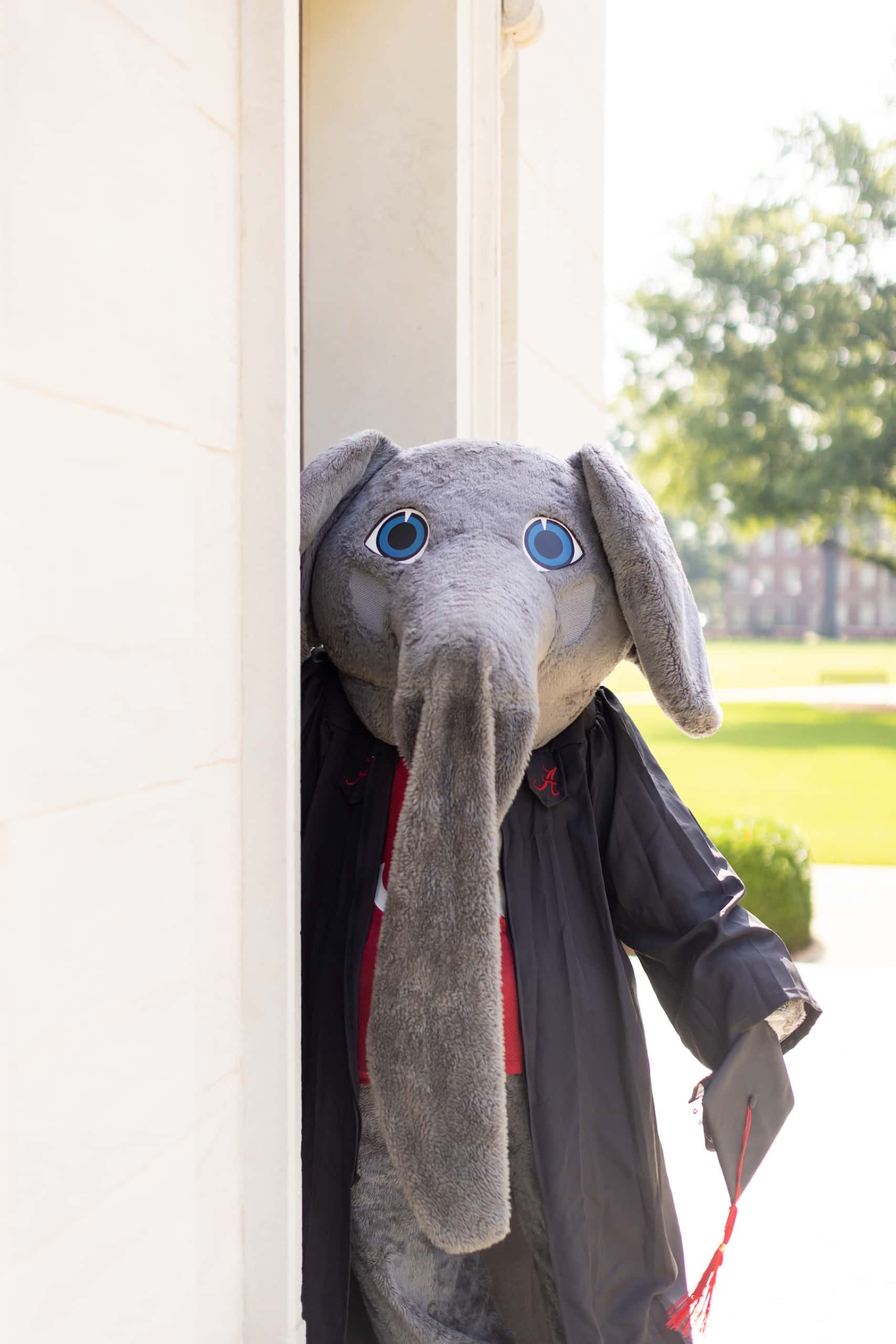 Big Al, the University's elephant mascot, wearing a graduation gown, peeks around a white column outdoors.