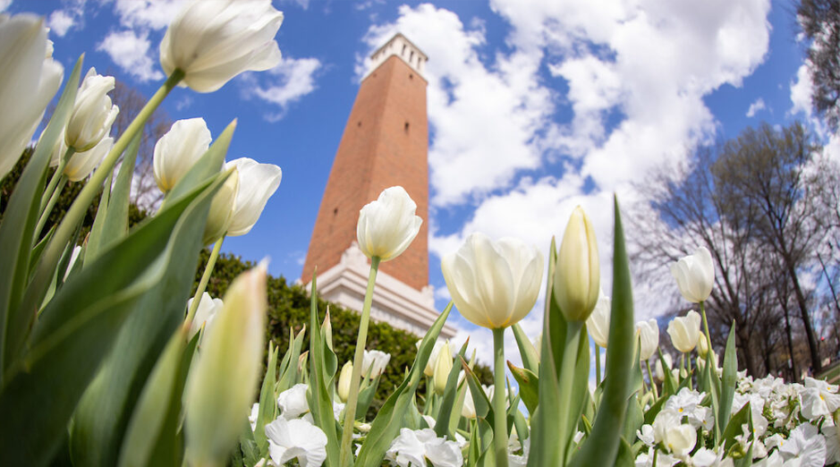 Denny Chimes with tulips in the foreground.