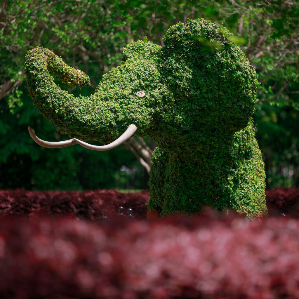 Elephant hedge sculpture in front of the Rose Administration buildin